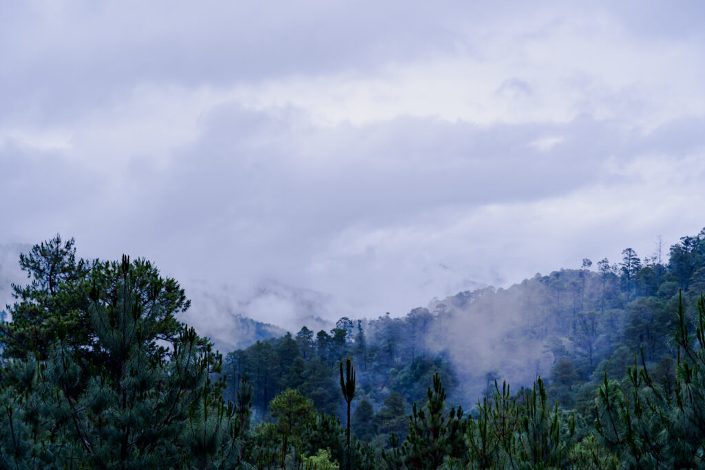 Bosque de pinos y nubes bajas en la sierra de San José del Pacífico, Oaxaca.