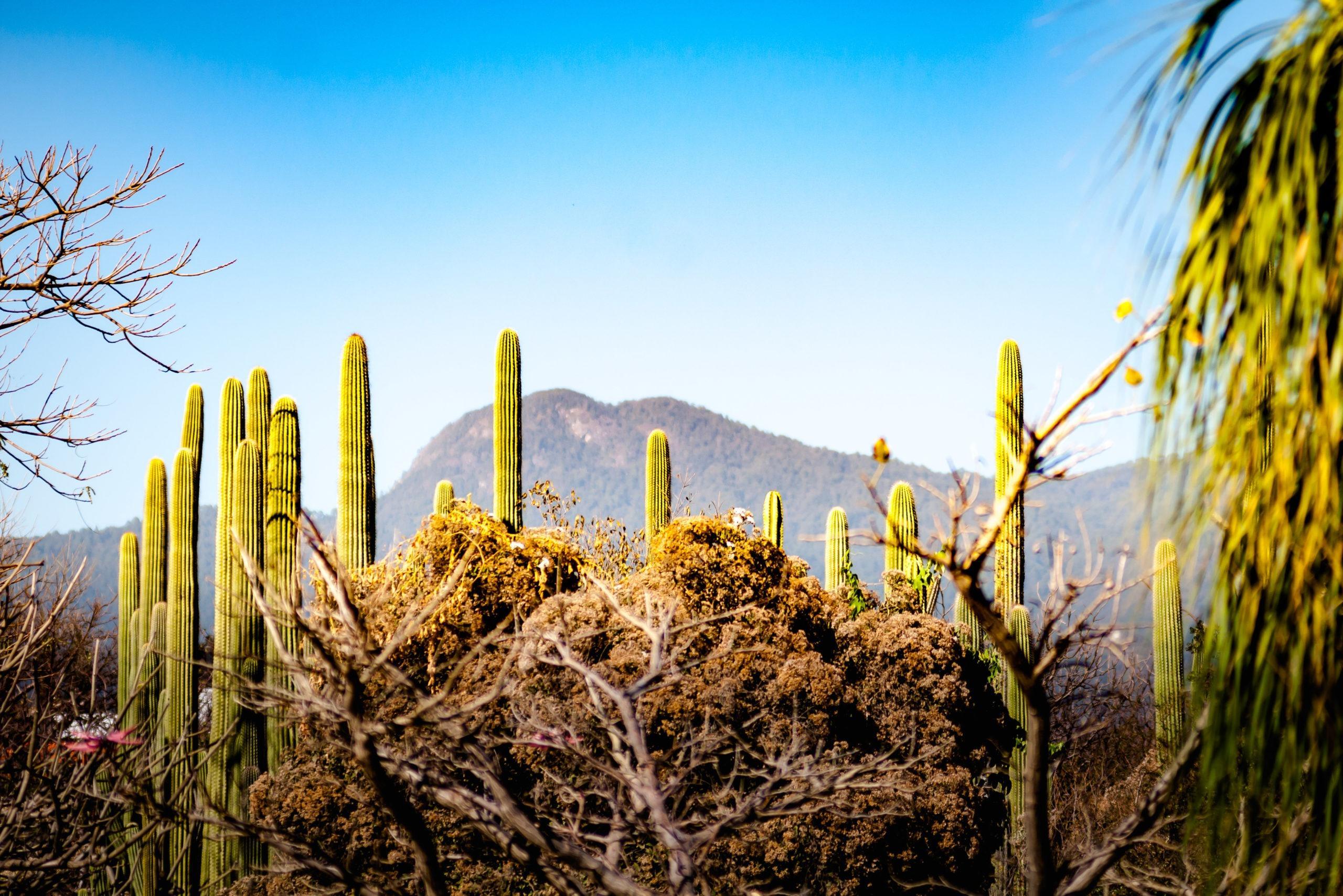 Columnar cacti against a mountain and blue sky in the Ethnobotanical Garden of Oaxaca