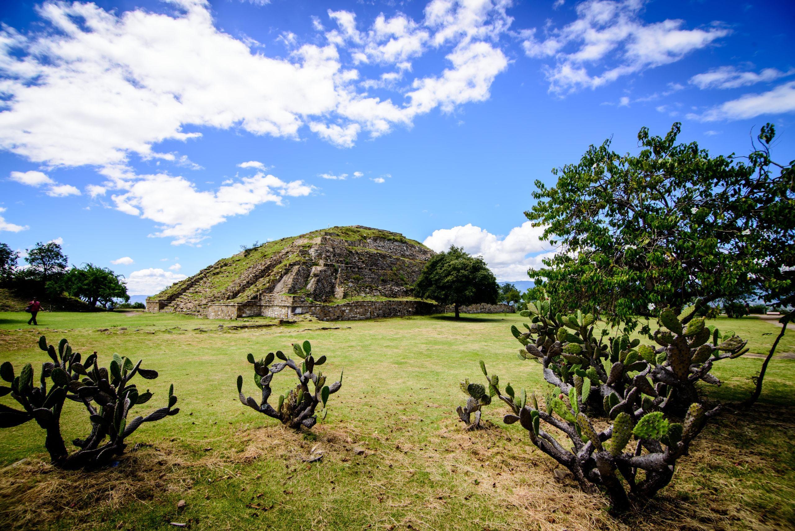 Montículo cubierto de pasto en Monte Albán, entre nopales y un árbol bajo un cielo con nubes