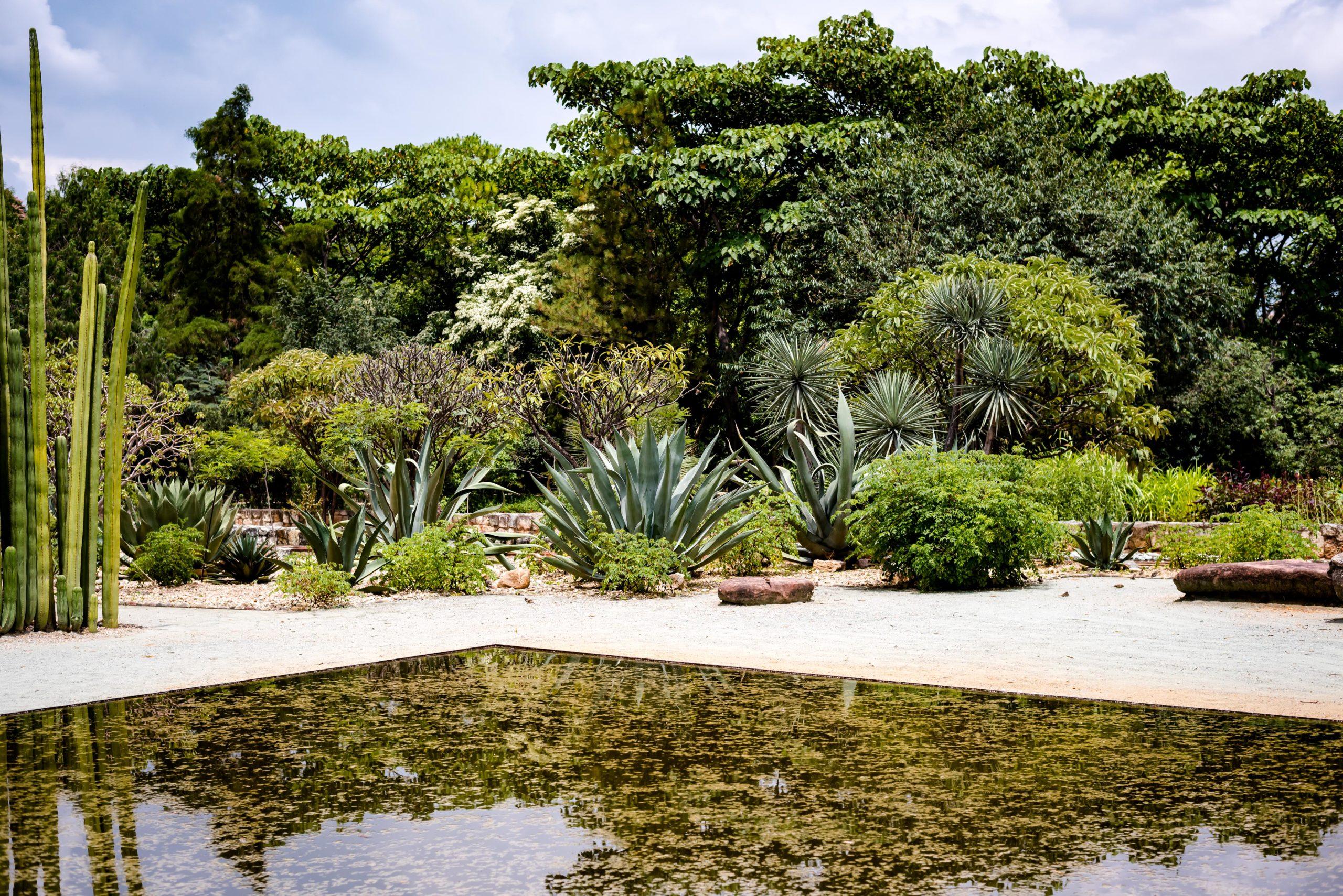 Still pond reflecting agaves, columnar cacti and tall trees in the Ethnobotanical Garden of Oaxaca